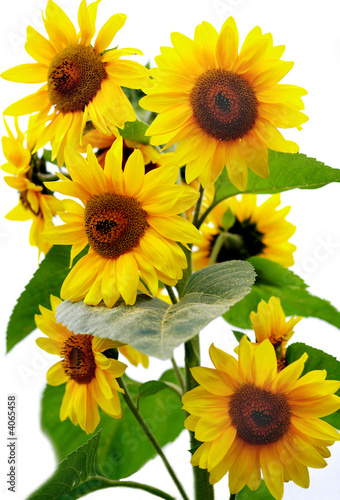 Sunflawer
