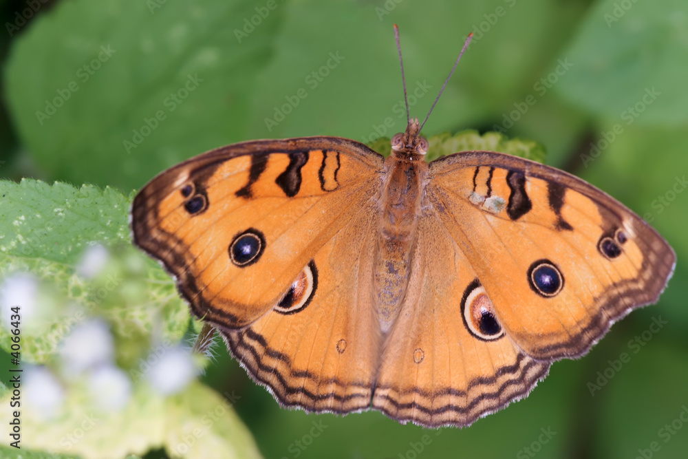 tropical nymphalidae butterfly