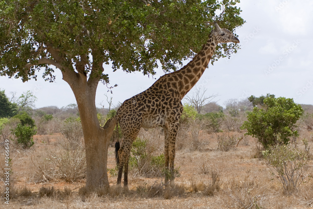 Fototapeta premium Giraffe
