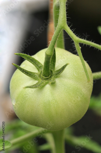 Organic Tomato Growing on the Vine photo