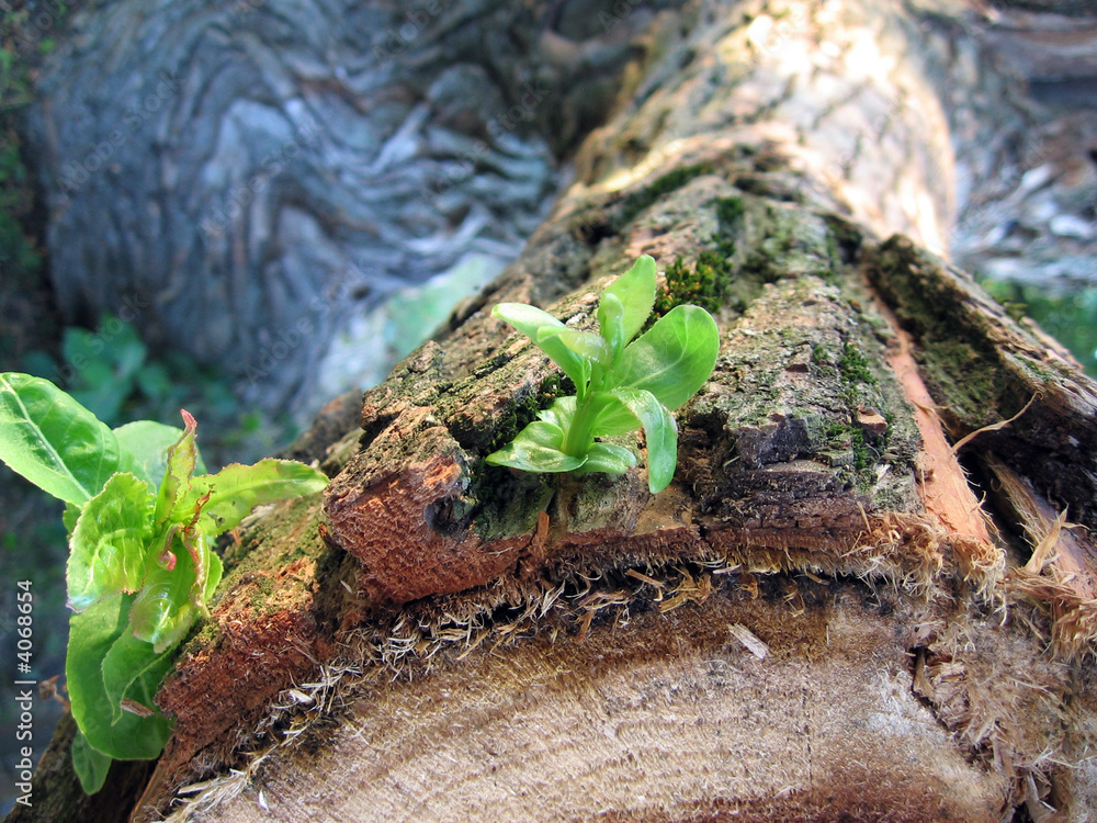 Obraz premium green plant