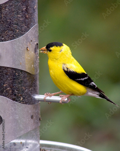 Gold Finch at Feeder