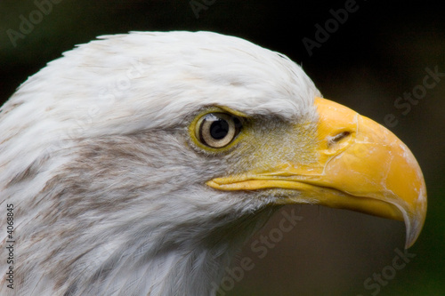 Eagle Glare