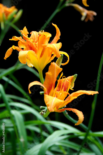 Day Lily on black