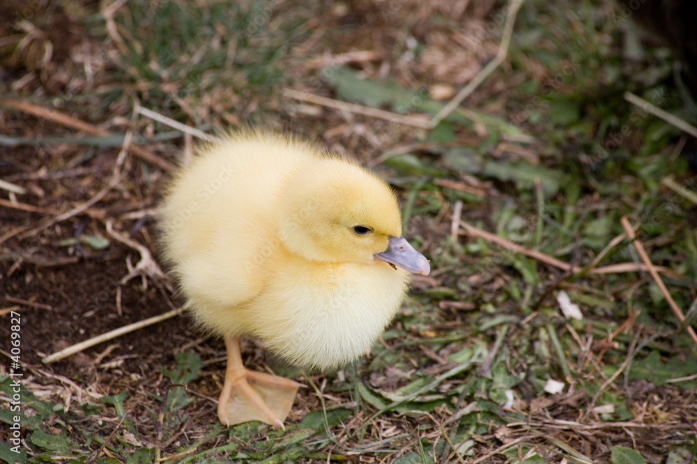 Duckling