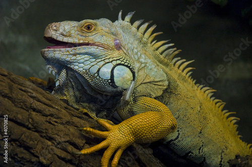 Iguana