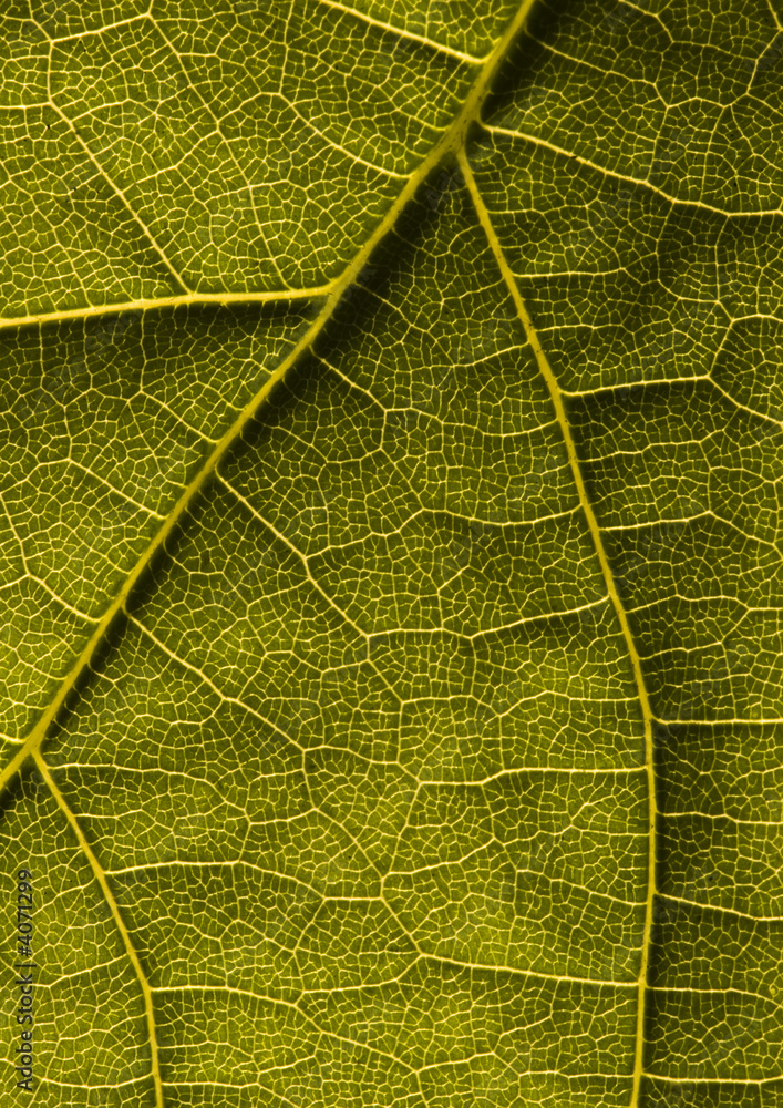 Obraz premium Organic background