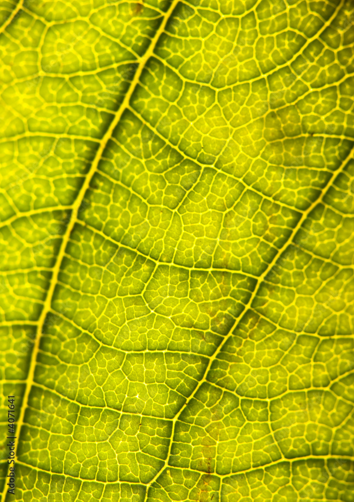 Obraz premium Freshness