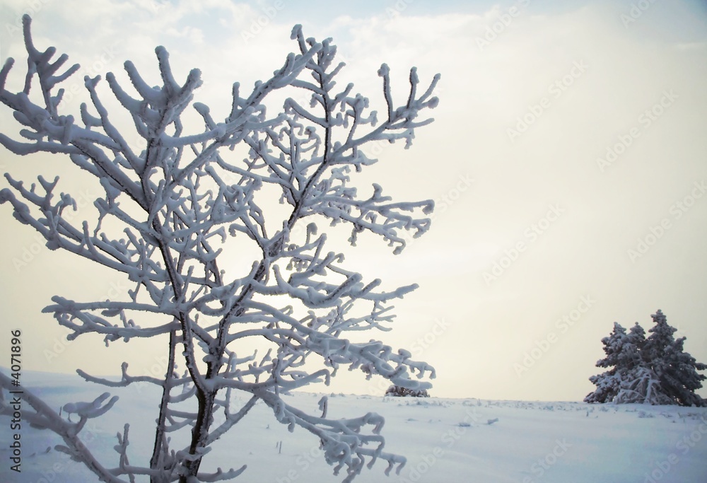 Obraz premium Frozen tree