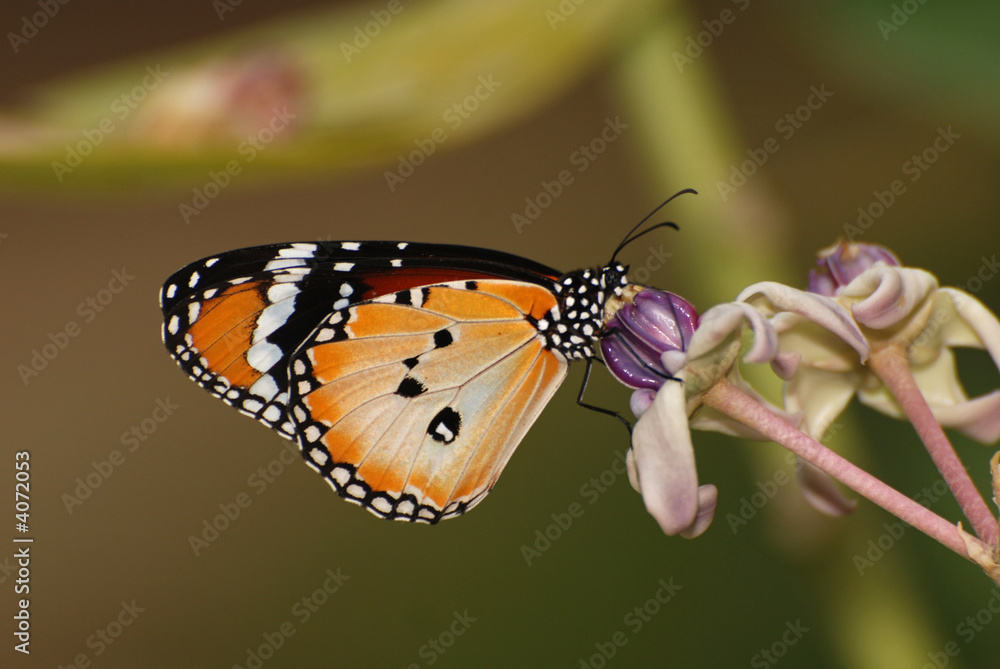 Fototapeta premium Beautiful butterfly and flowers in the gardens 