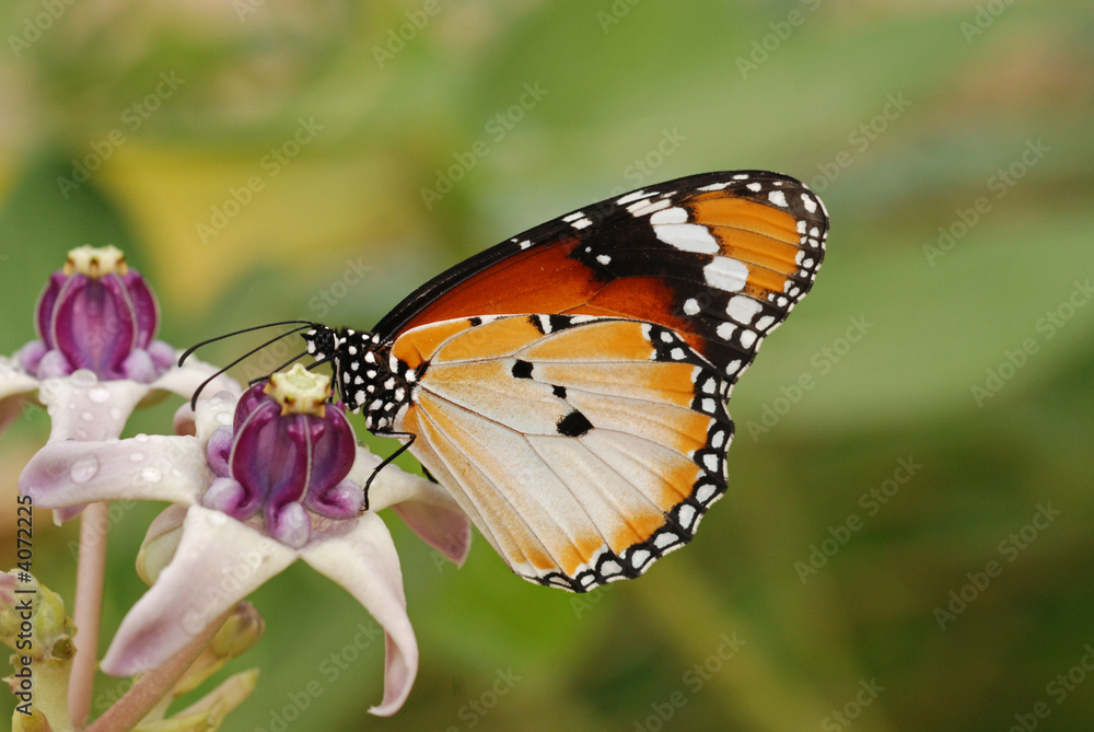 Naklejka premium Beautiful butterfly and flowers in the gardens