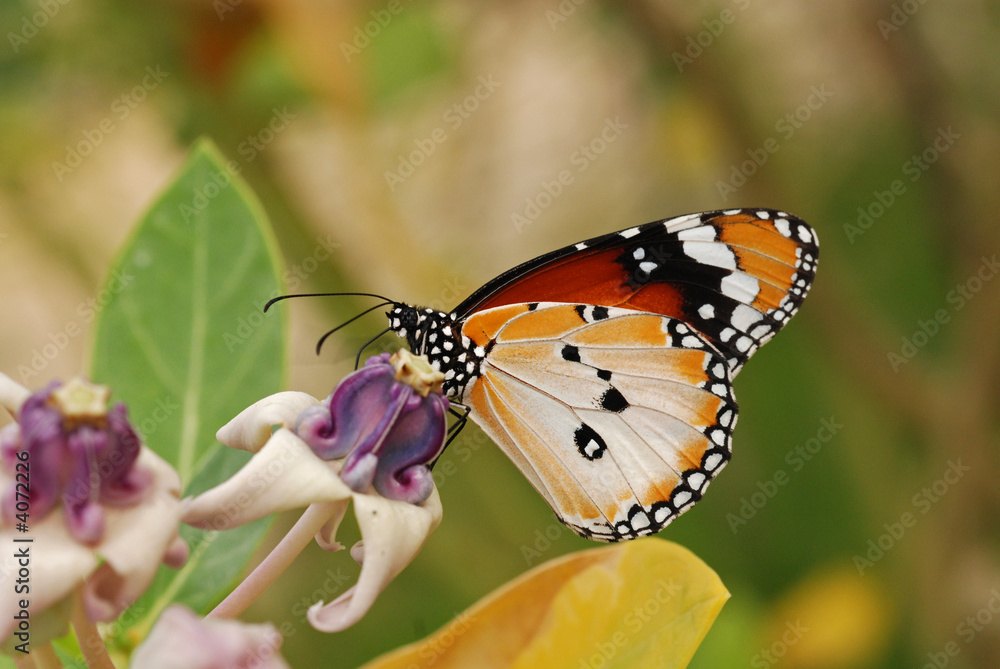 Naklejka premium Beautiful butterfly and flowers in the gardens 