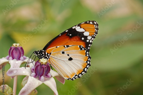 Beautiful butterfly and flowers in the gardens  © Wong Hock Weng