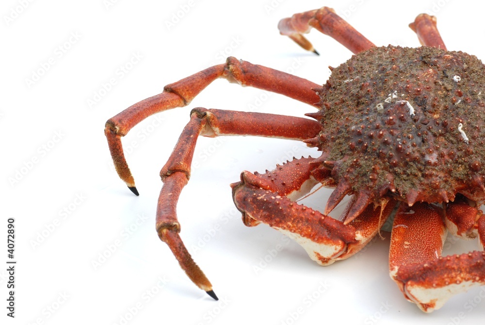 crabe araignée isolée sur fond blanc