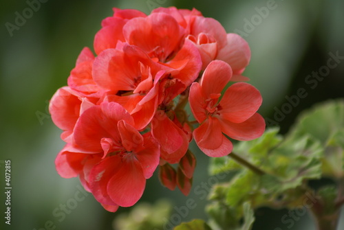 geranium