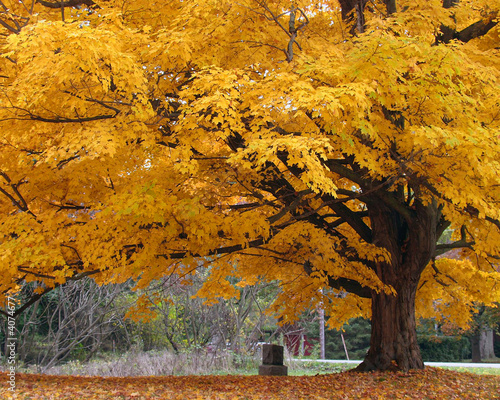 Fototapeta Naklejka Na Ścianę i Meble -  Beautiful Fall Color Tree