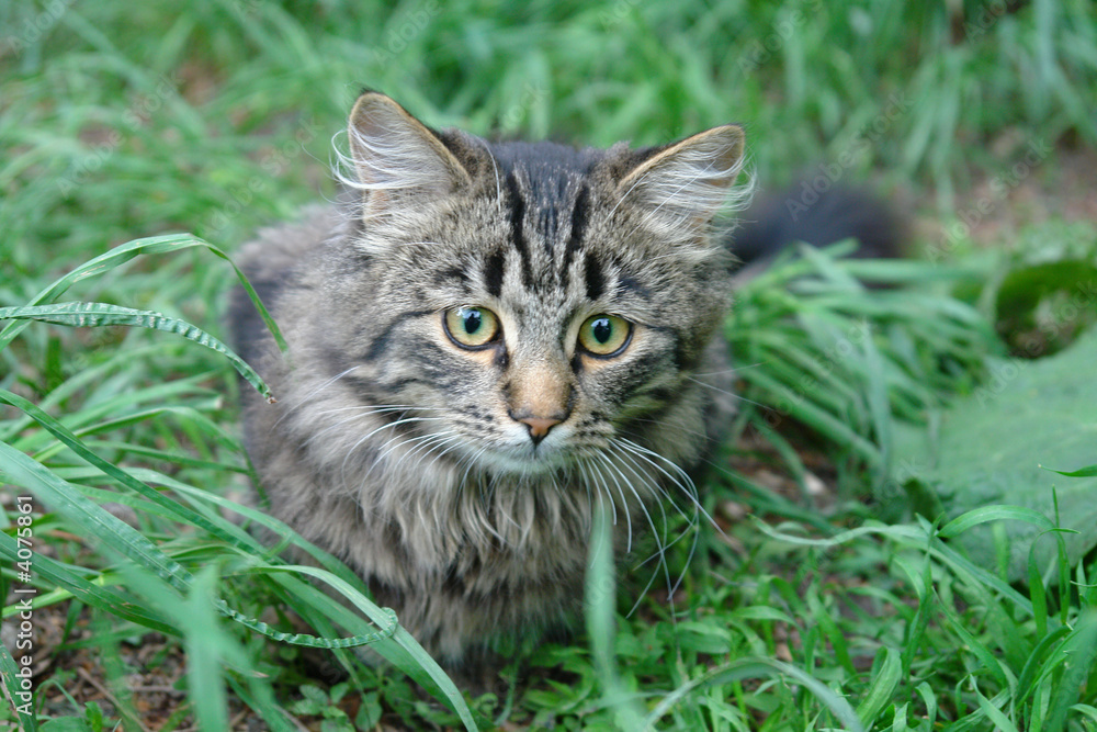 Cat in the grass-2