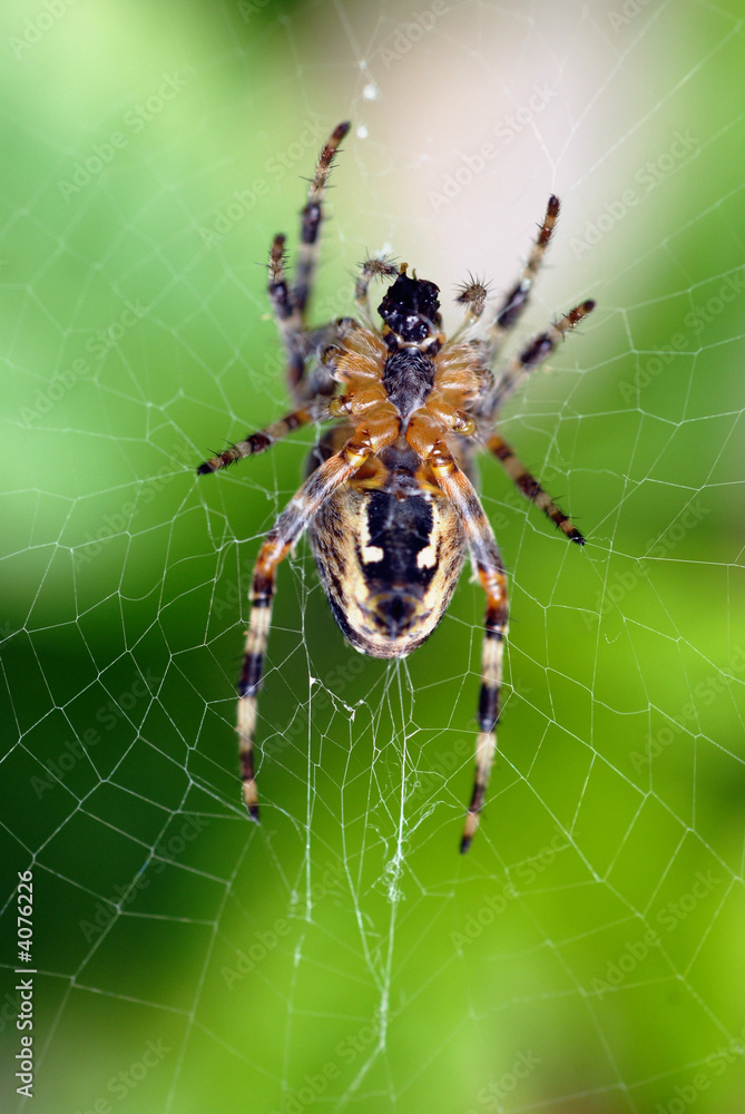 Arachnide Arachnide