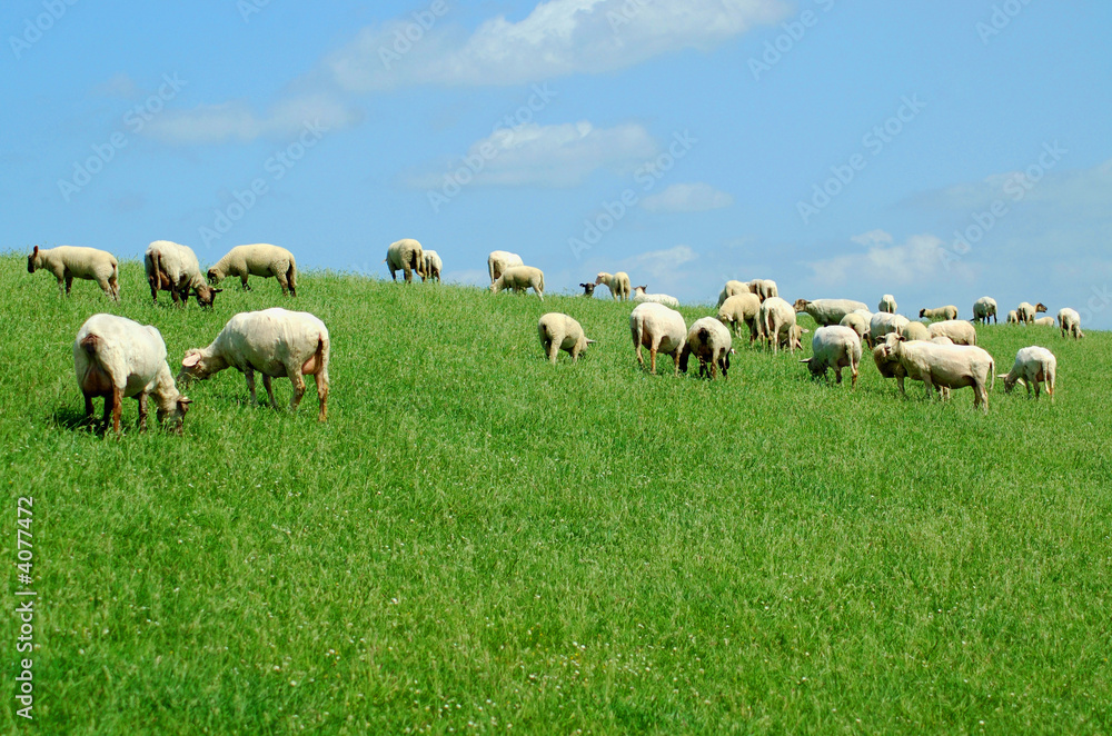 Schafherde auf einem Deich