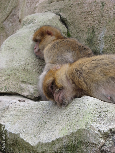 singe