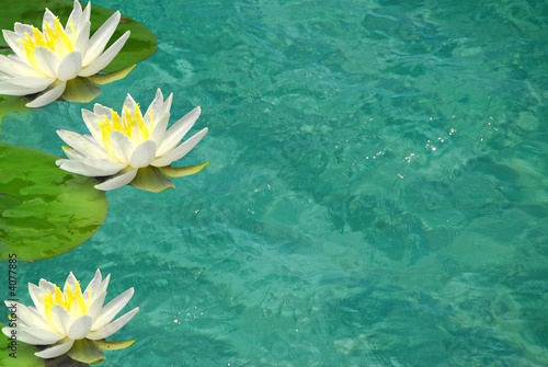 Water Lillies on Clear Pond photo