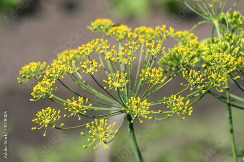 Dill Dolde