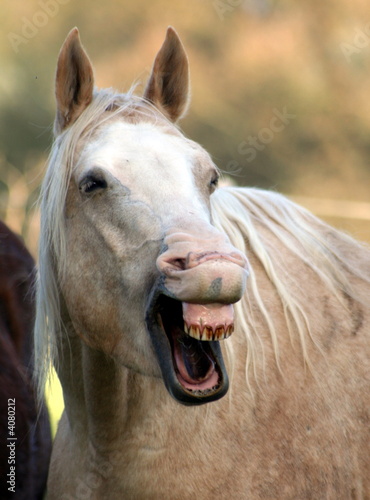 Lachen