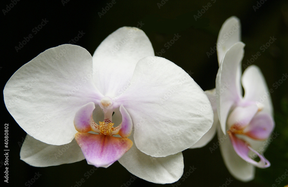 Naklejka premium Twin orchids