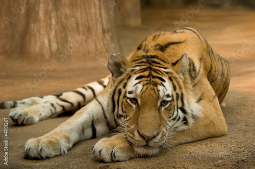 Fototapeta Naklejka Na Ścianę i Meble -  Tiger Relaxing