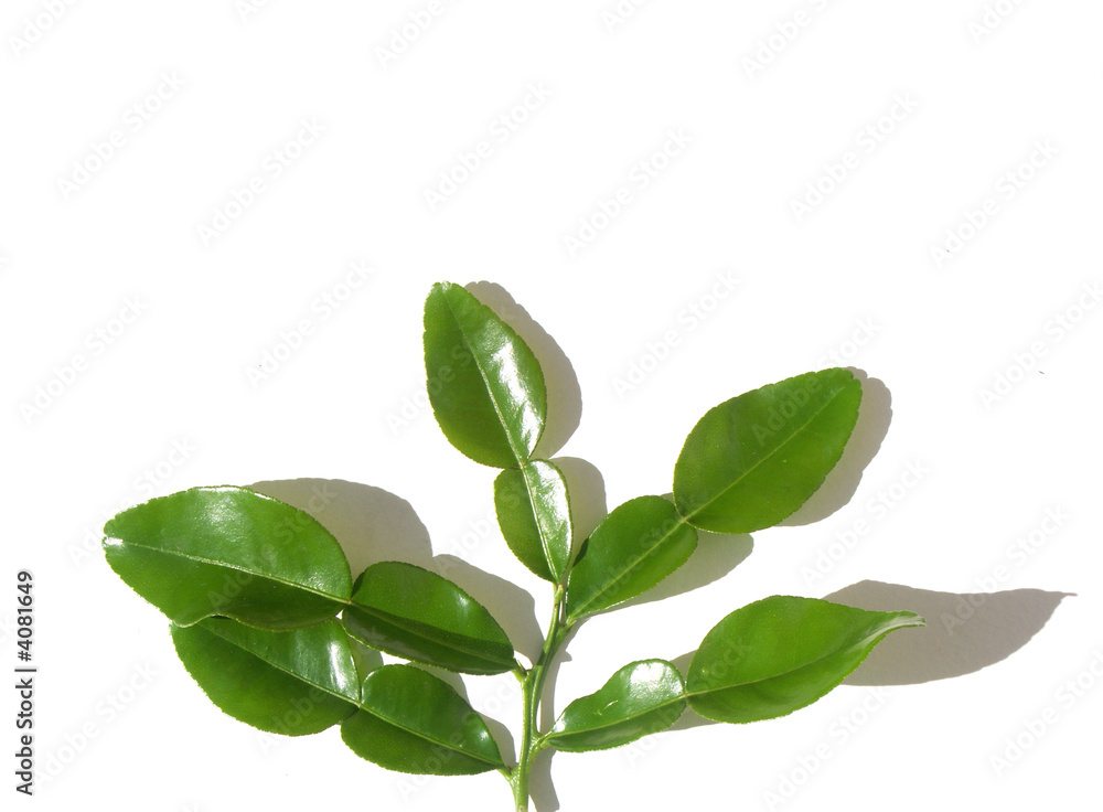 jeunes feuilles de combava jeunes feuilles de combava