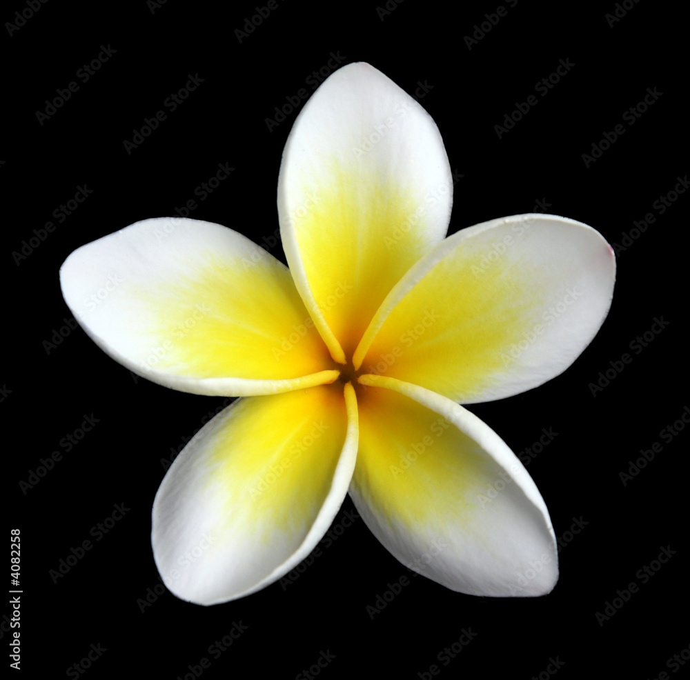 Fleur de frangipanier