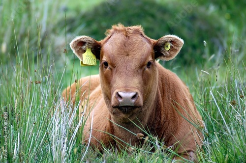 vache chocolat