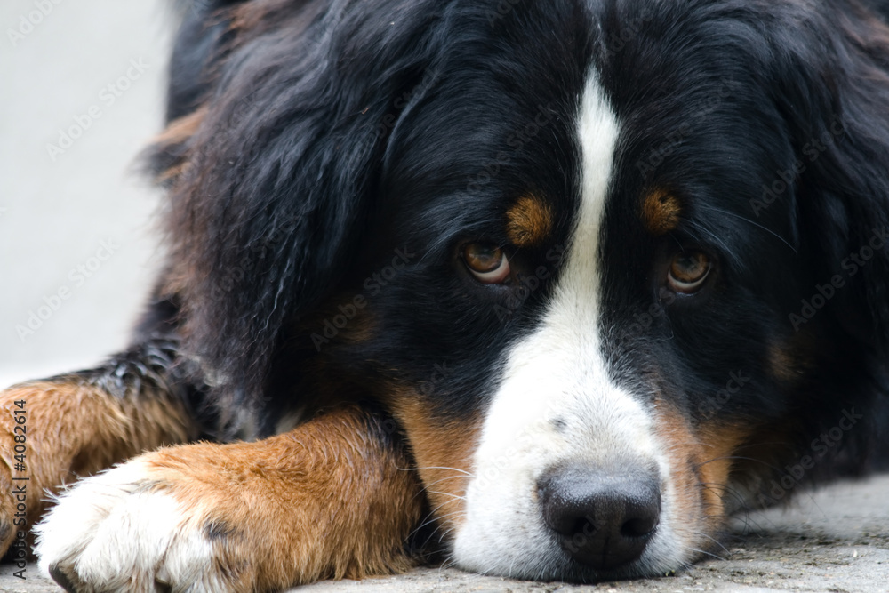 bernese dog