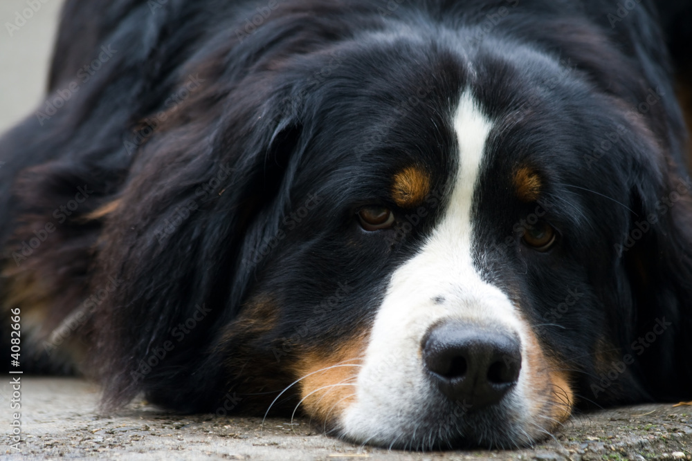 Bernese Mountain dog