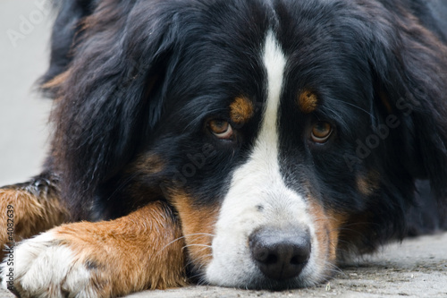 Bernese Mountain dog