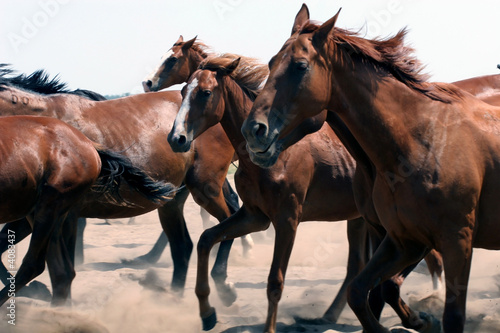 Fototapeta Naklejka Na Ścianę i Meble -  Horse