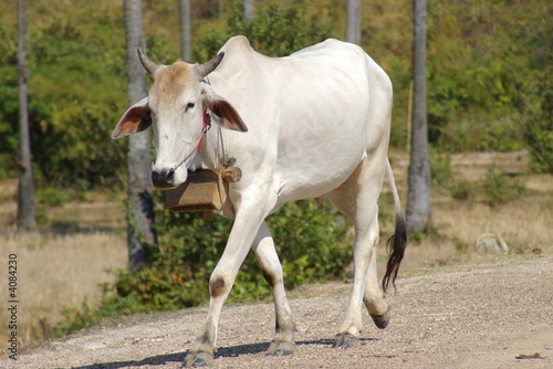 Cow A