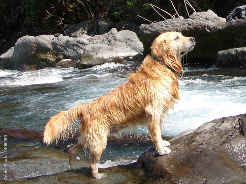 chien