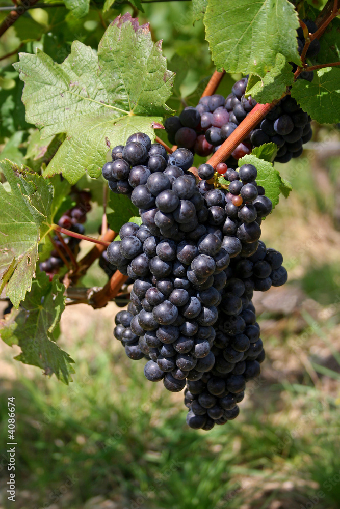 raisin à Irancy