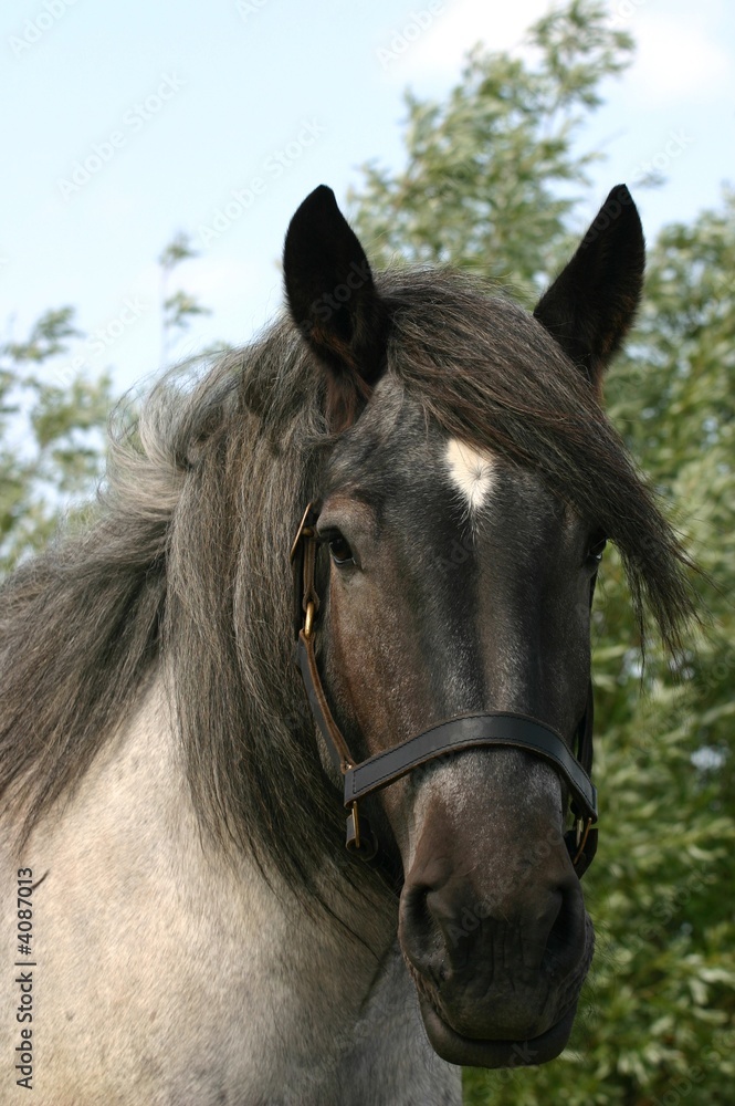 Obraz premium Horse portrait