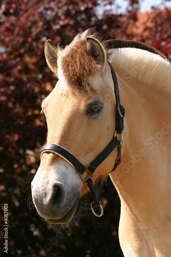 Horse portrait © E. Spek