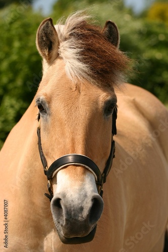 Fjord horse photo