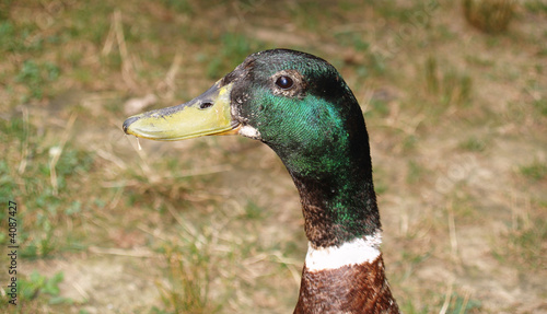 Duck Head