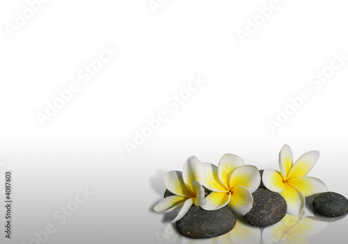 Fleur de frangipanier sur pierres