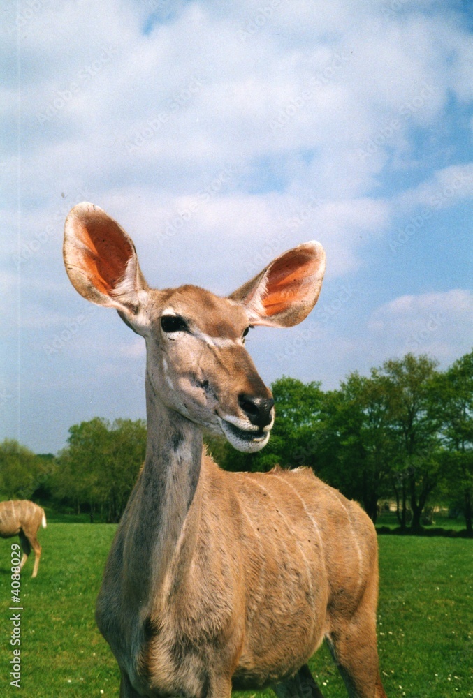 Fototapeta premium faune