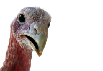 turkey