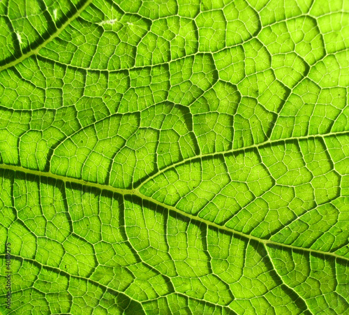 Underside Of A Green Leaf 