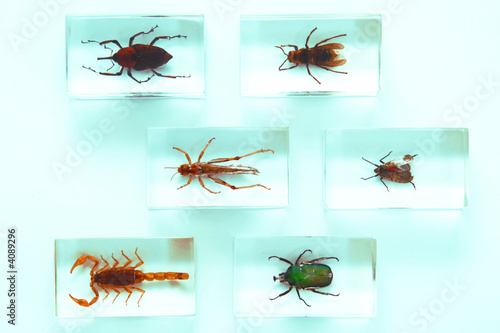 Collection of insects, fear, phobia, hobby, concept