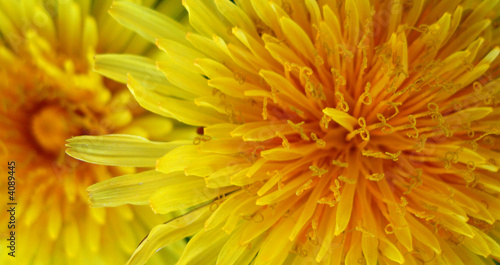 Yellow dandelion close-up