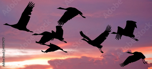 India, Flock of cranes at sunset: Vector